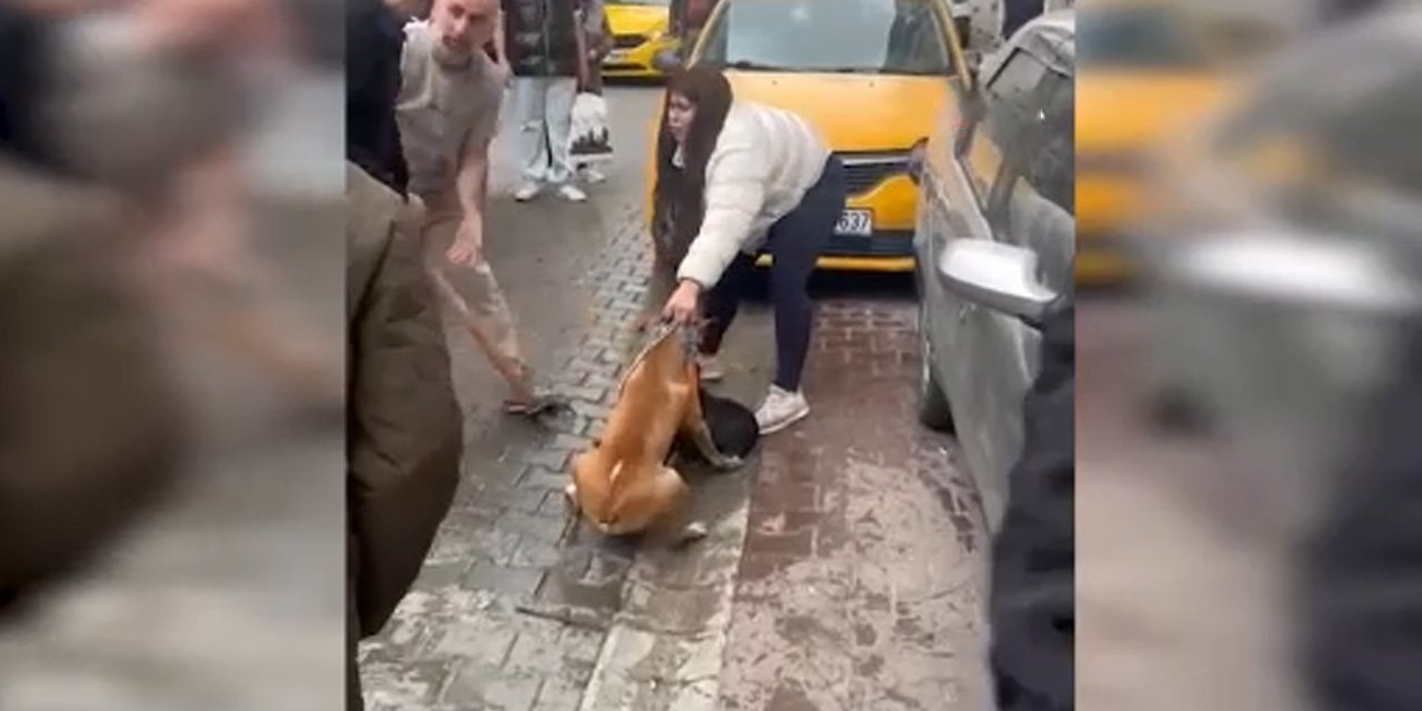 Ağızlıksız Pitbull sokakta dehşet saçtı