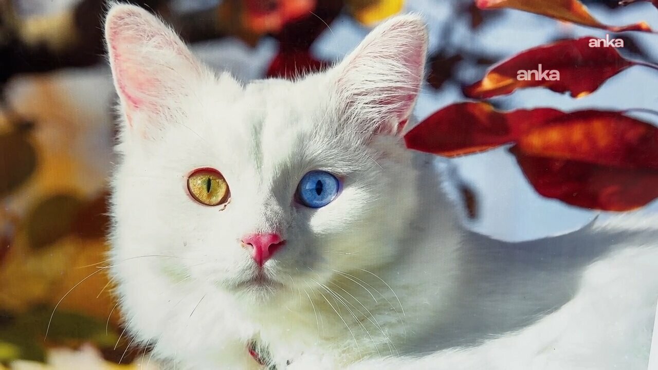 Van Kedisi sayısı artıyor