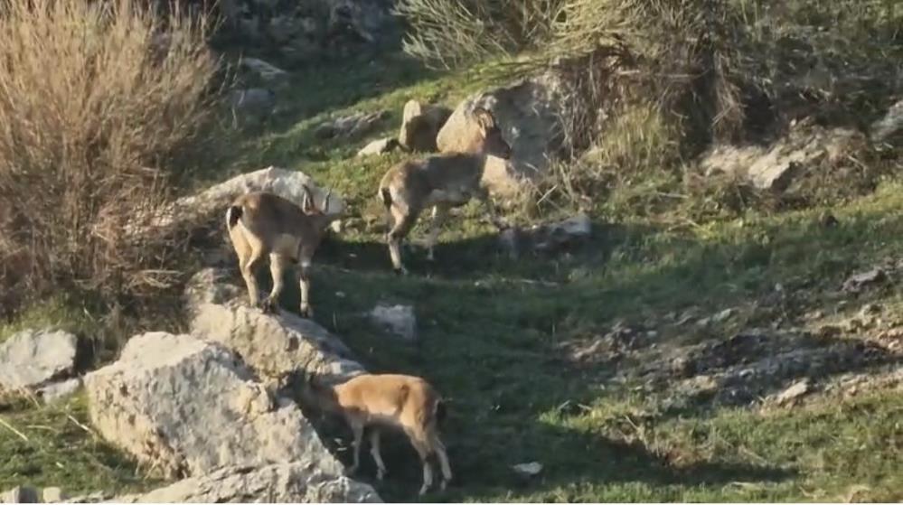 Diyarbakır'da dağ keçileri görüldü