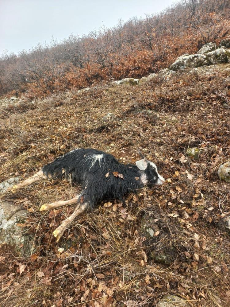 Ağıldan kaçan küçükbaş hayvanlara kurtlar saldırdı