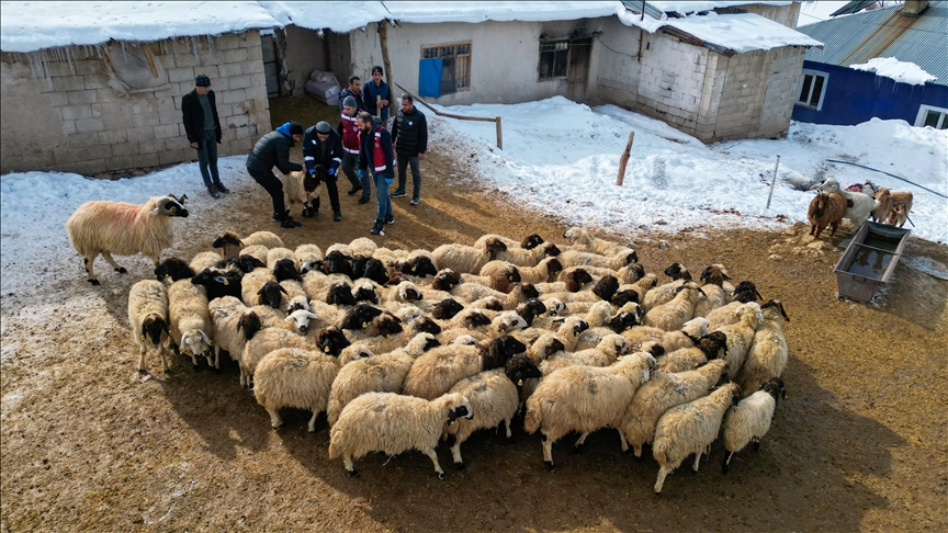 Van'da küçükbaş hayvancılık destekle artıyor