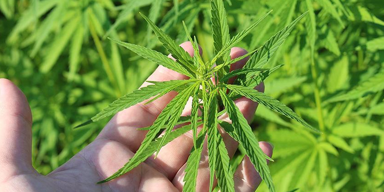 Kenevirde yeni dönem: Yaprak ve çiçek yasal oldu