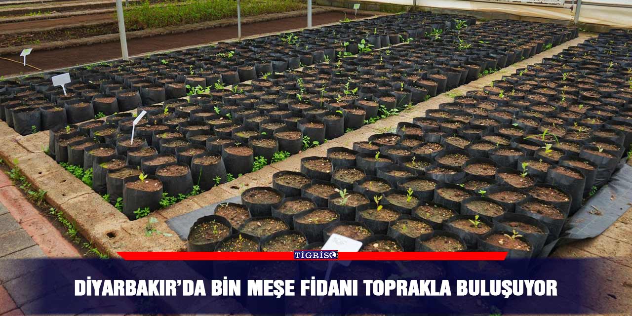 Diyarbakır’da bin meşe fidanı toprakla buluşuyor
