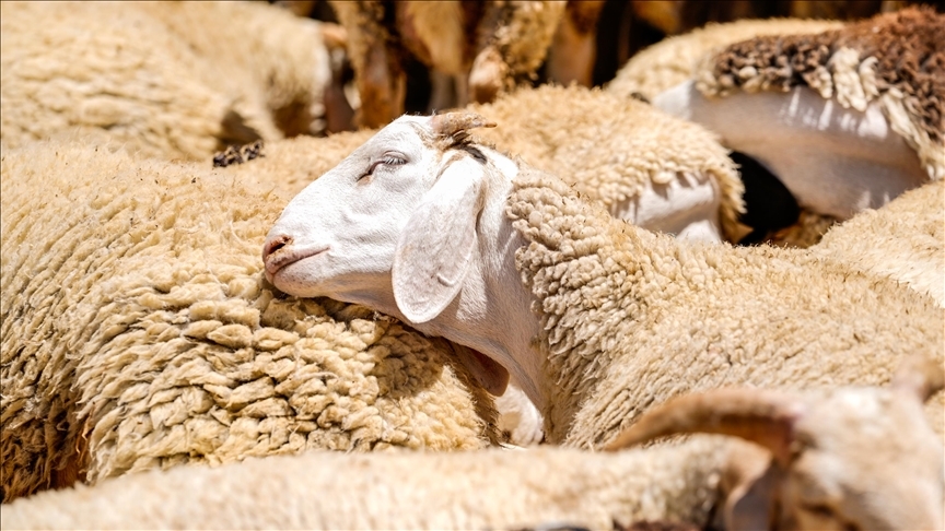 Küçükbaş Hayvancılığa Destek Projesi'ne başvurular başlıyor