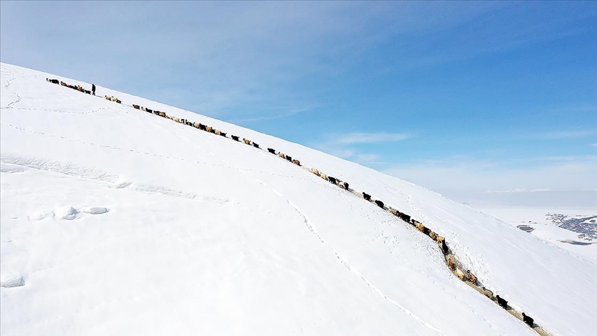 Küçükbaş hayvanların "tek sıra" beslenme yolculuğu
