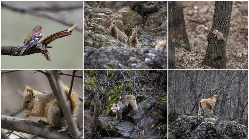 Munzur Vadisi birçok yaban hayvanına ev sahipliği yapıyor