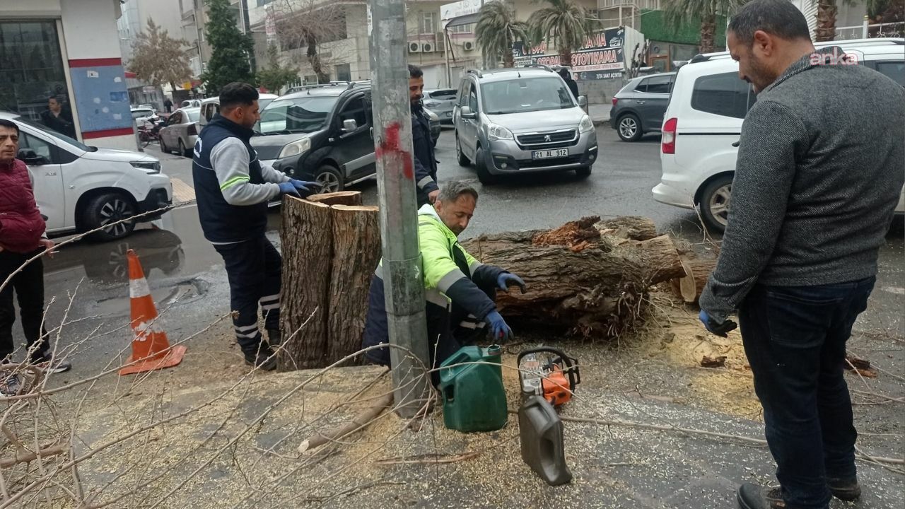 Diyarbakır’da 40 yıllık ağaç kesildi, esnaf ve barodan tepki