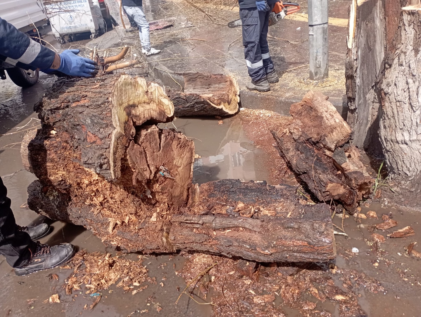 Diyarbakır’da kesilen ağaçla ilgili belediyeden açıklama