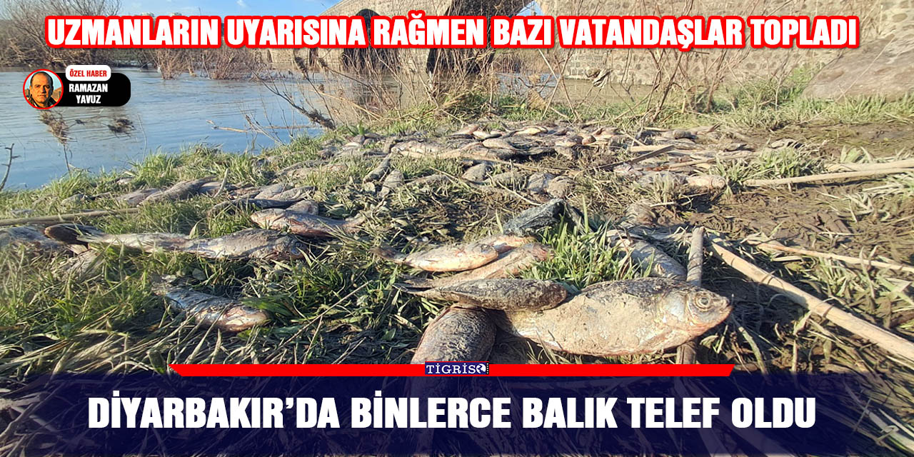 VİDEO - Diyarbakır’da binlerce balık telef oldu