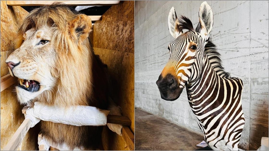 Yaban hayvanı trofeleri bulunan 19 kargoya el kondu