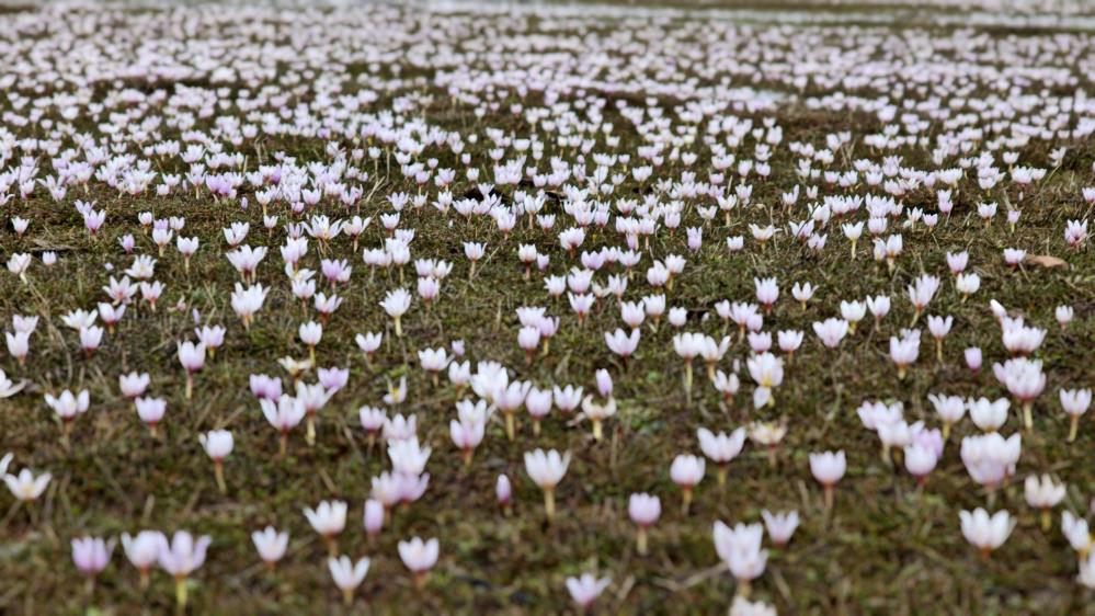 Güzeldere Vadisi bahar çiğdemleriyle süslendi