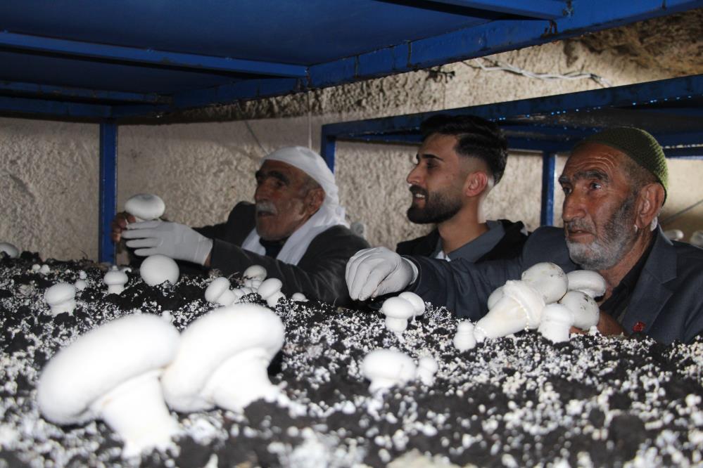 2 bin yıllık tarihi mağarada mantar üretim tesisi kurdu