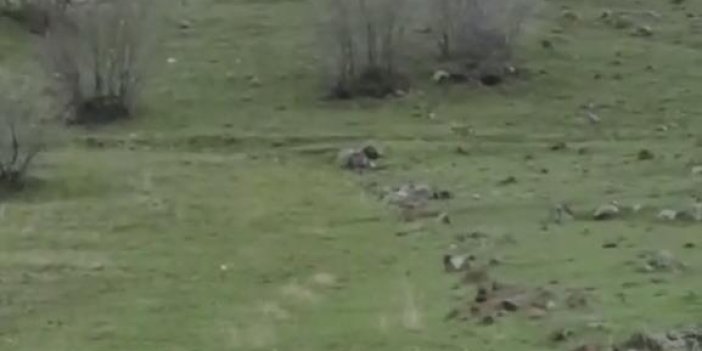 Diyarbakır'da kurt sürüsü görüntülendi
