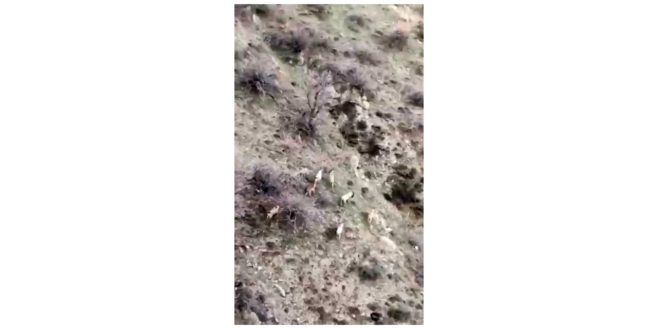Diyarbakır'da dağ keçileri sürü halinde görüntülendi