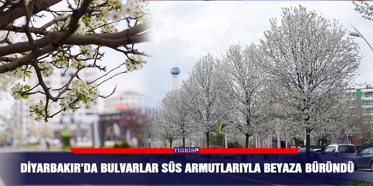 Diyarbakır’da bulvarlar süs armutlarıyla beyaza büründü