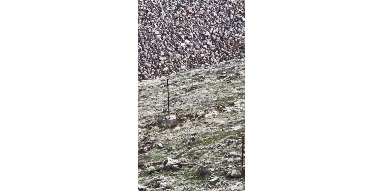 Elazığ'da dağ keçileri sürü halinde görüldü