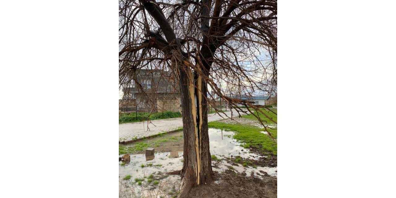 Yıldırımın isabet ettiği ağaç ikiye bölündü