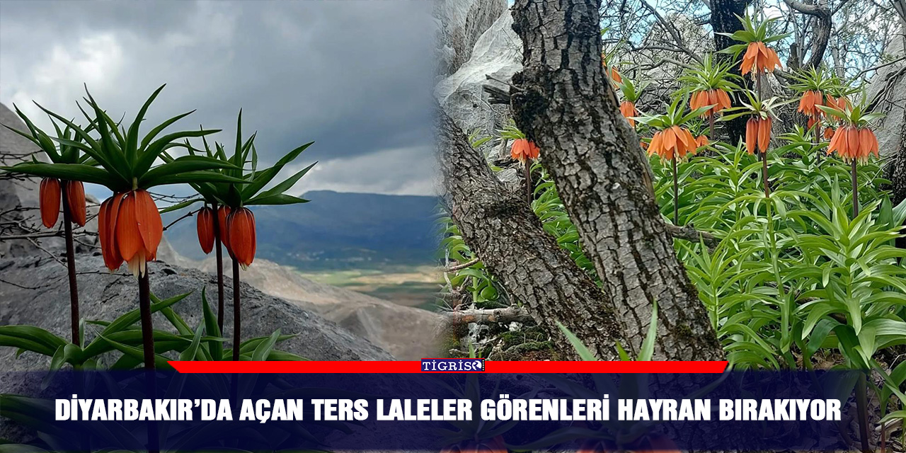 Diyarbakır’da açan ters laleler görenleri hayran bırakıyor