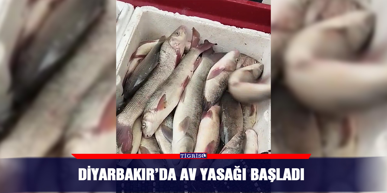 Diyarbakır’da av yasağı başladı
