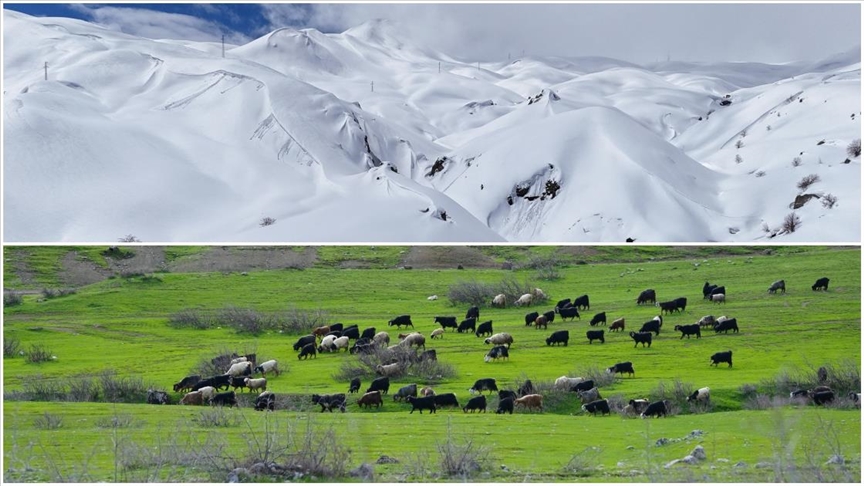 Hakkari’de kış ve bahar komşu oldu
