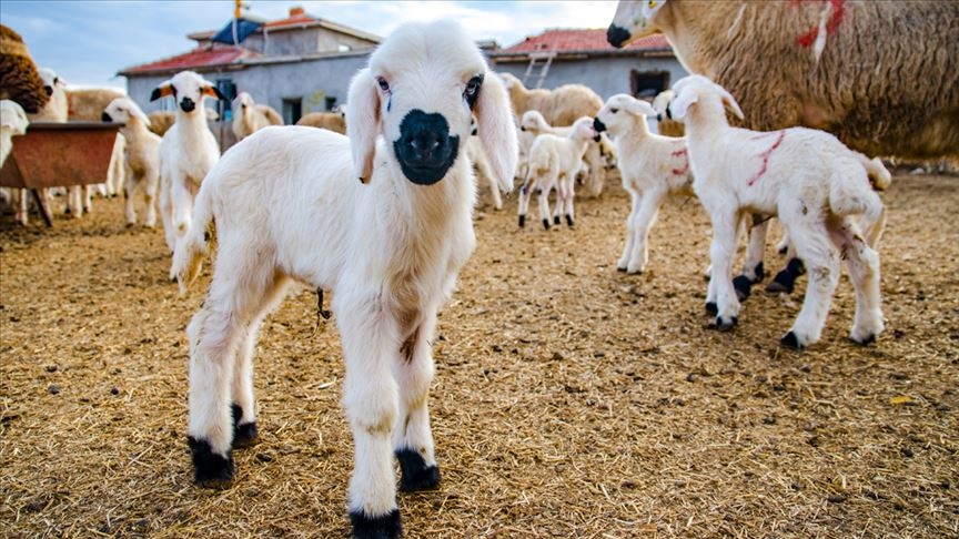 Kırsalda Bereket Küçükbaşa Destek Projesi’nin ayrıntıları