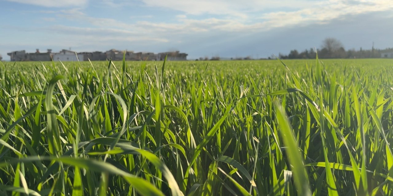 Şanlıurfa ekinler yağışa doydu