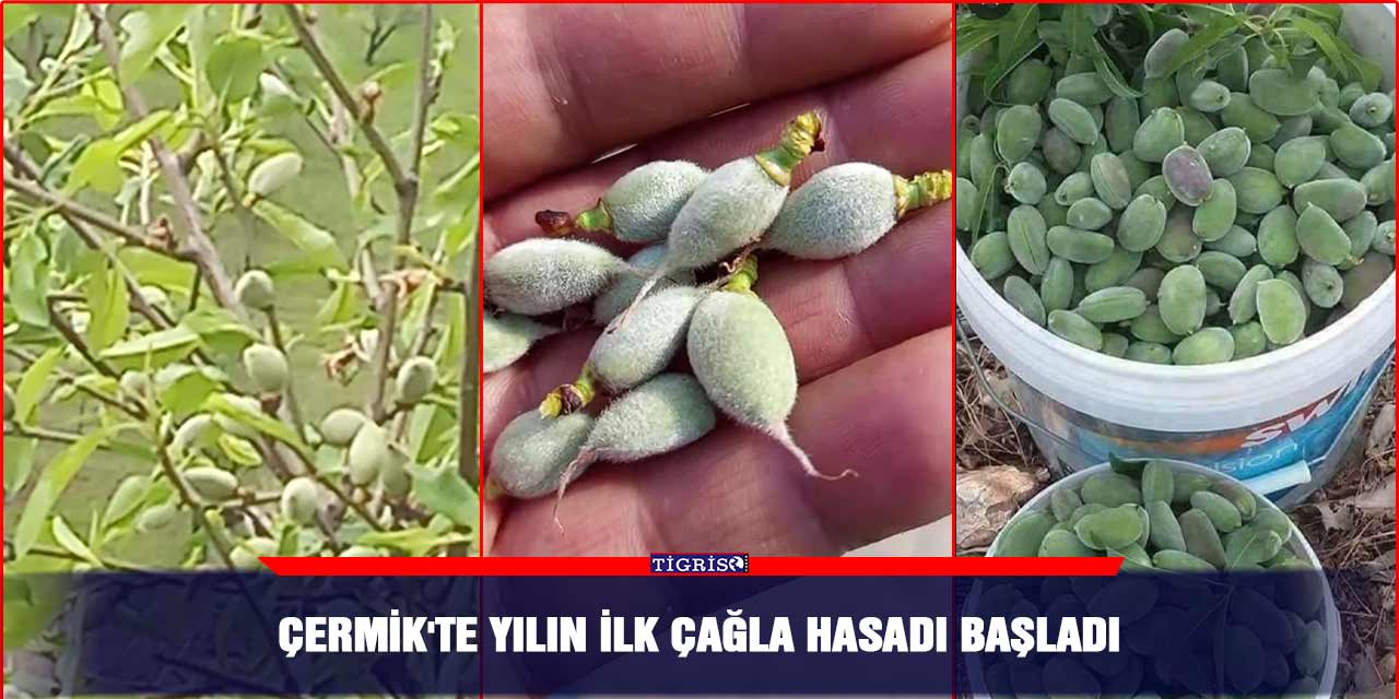 Çermik'te yılın ilk çağla hasadı başladı