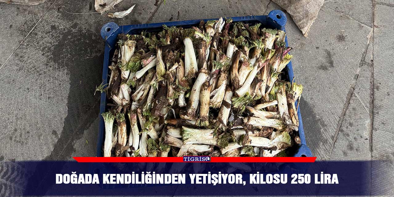 Doğada kendiliğinden yetişiyor, kilosu 250 lira