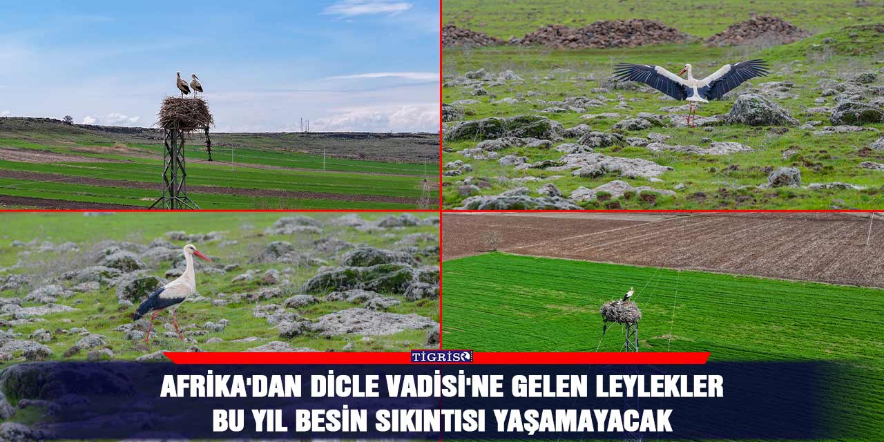 Afrika'dan Dicle Vadisi'ne gelen leylekler bu yıl besin sıkıntısı yaşamayacak