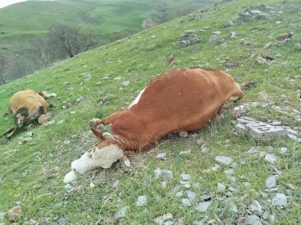 Yıldırımın çarptığı inekler telef oldu