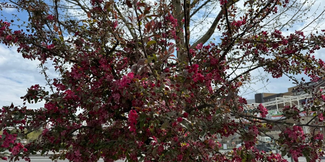 Diyarbakır'da ağaçlar 'kırmızıya' büründü