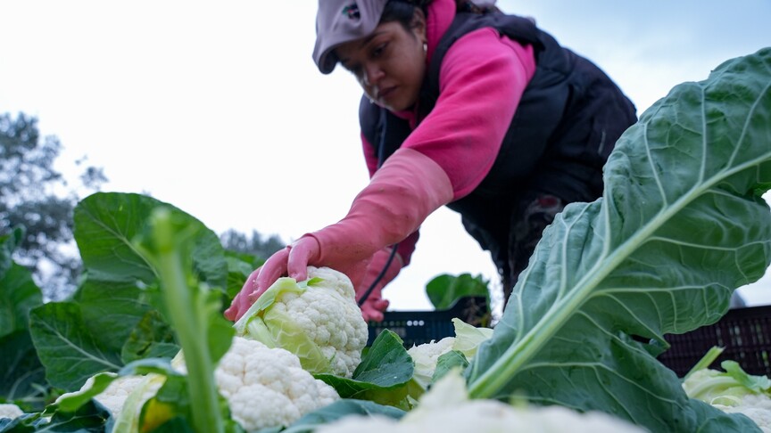 Çiftçilere tarımsal destekleme ödemesi bugün yapılacak