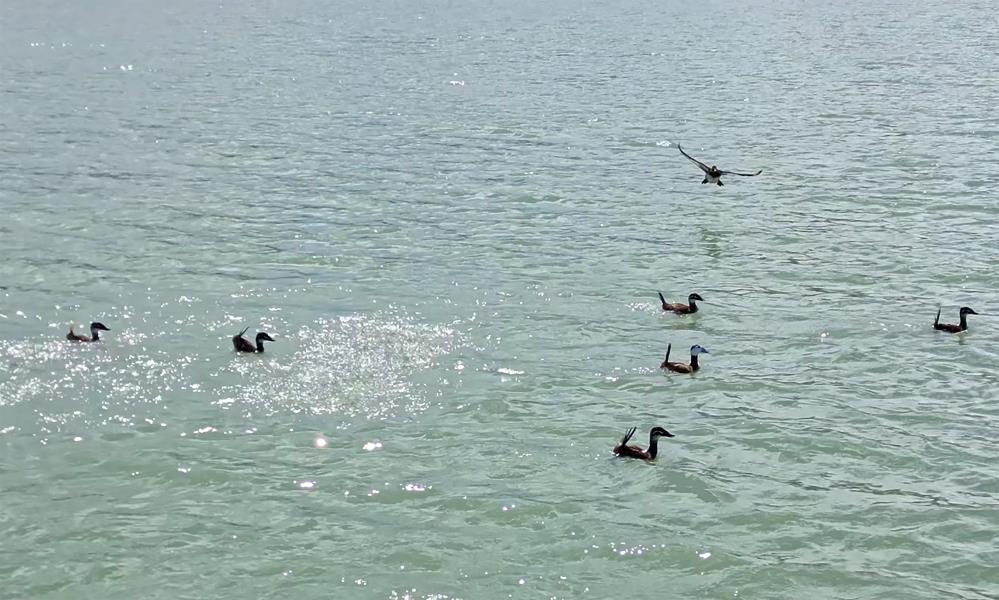 Van Gölü'nde nesli tehlike altındaki Dikkuyruk görüntülendi