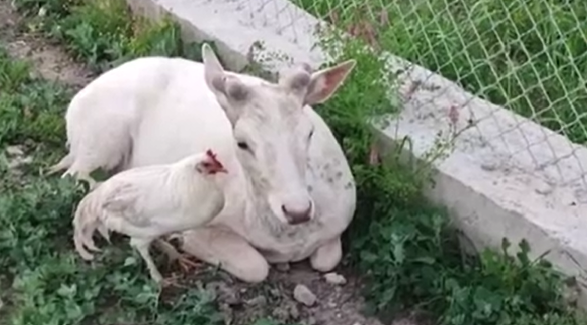 Elazığ’da beyaz alageyik evin bahçesine indi