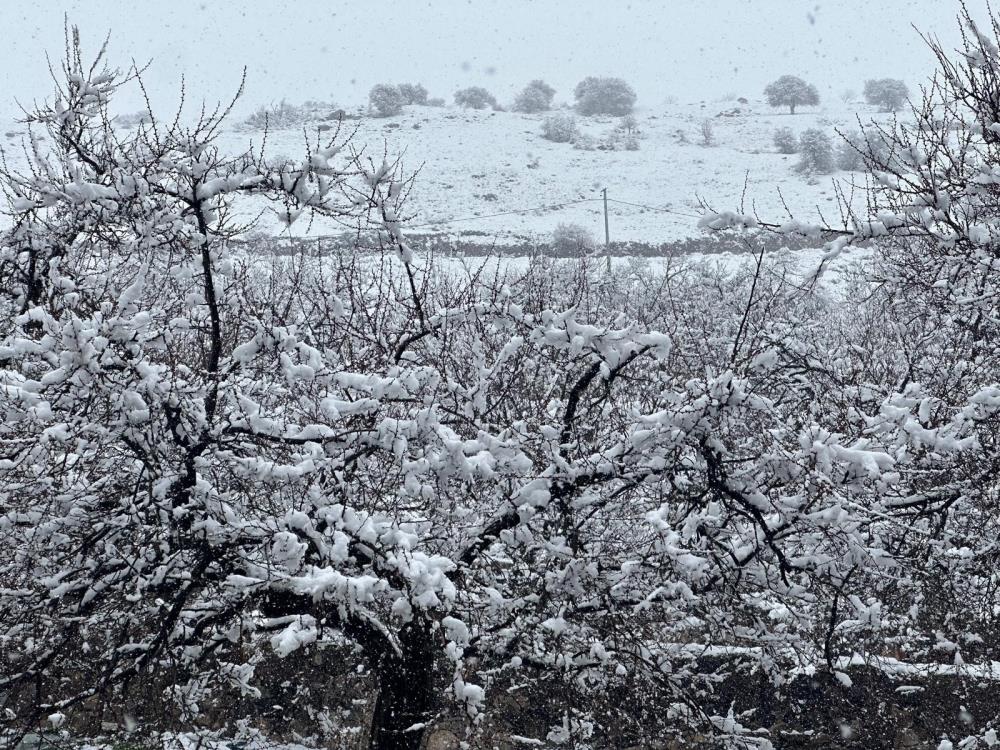 Kayısı bahçeleri kar altında kaldı