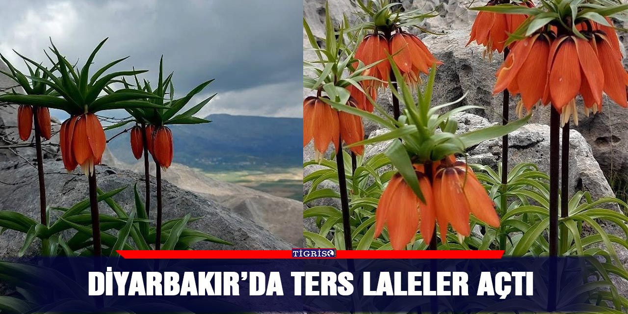 Diyarbakır’da ters laleler açtı