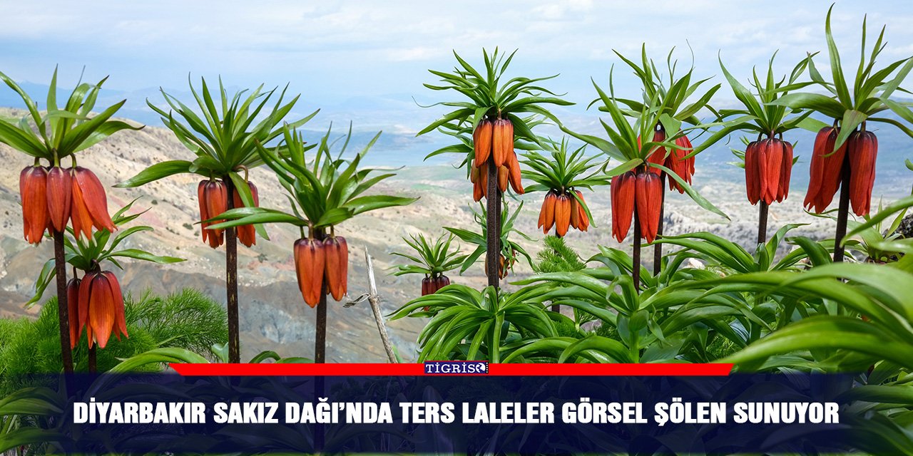 Diyarbakır Sakız Dağı’nda ters laleler görsel şölen sunuyor