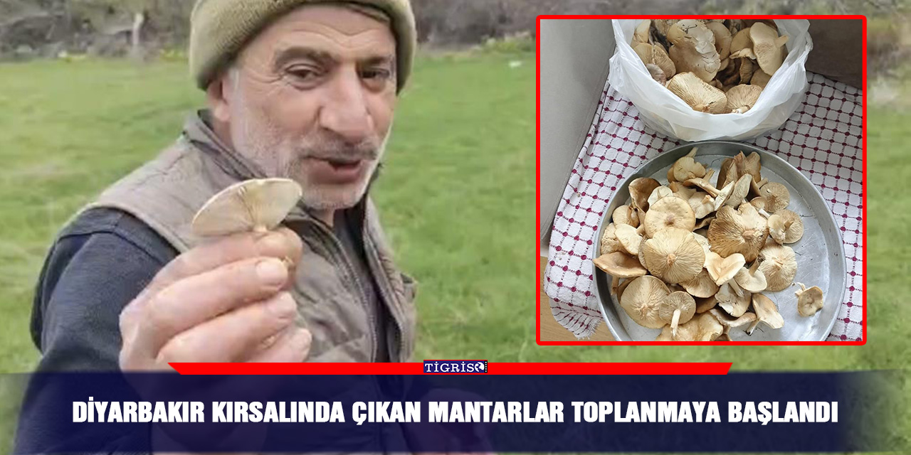 Diyarbakır kırsalında çıkan mantarlar toplanmaya başlandı