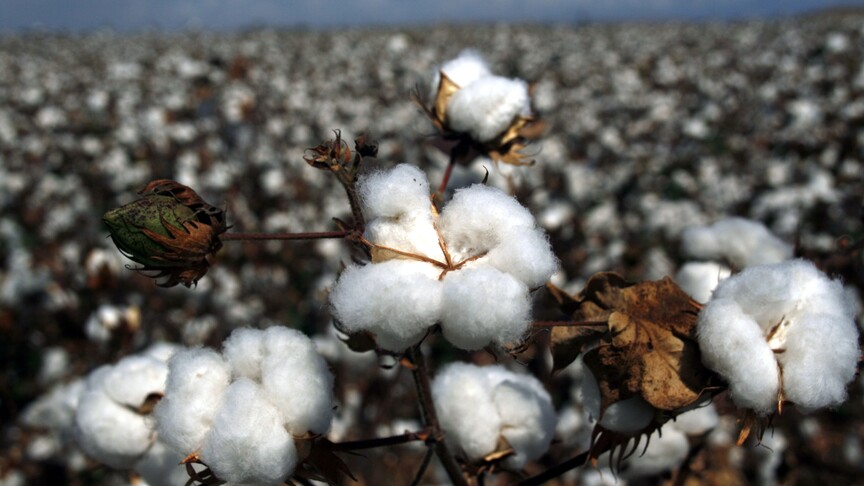 Pamuk fiyatları yükselişini sürdürüyor