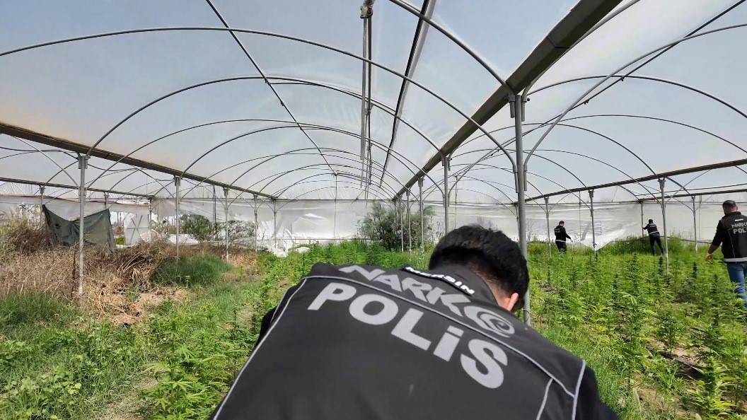 Serada binlerce kök Hint keneviri ele geçirildi