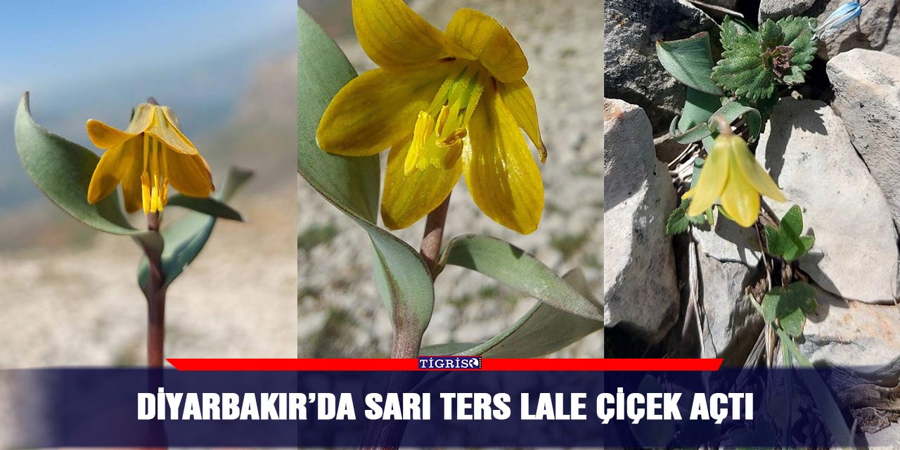 Diyarbakır’da sarı ters lale çiçek açtı