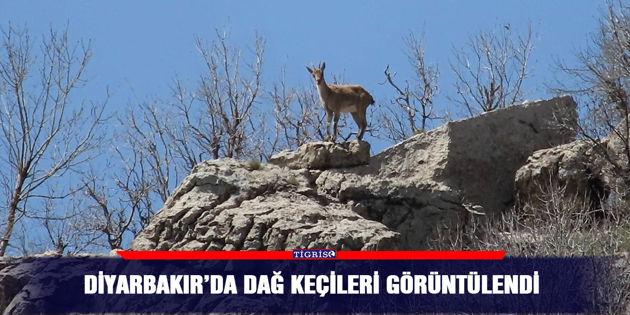 Diyarbakır’da dağ keçileri görüntülendi