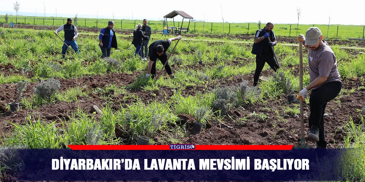 Diyarbakır’da lavanta mevsimi başlıyor