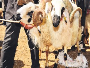 3.4 milyon adet kurban kestik