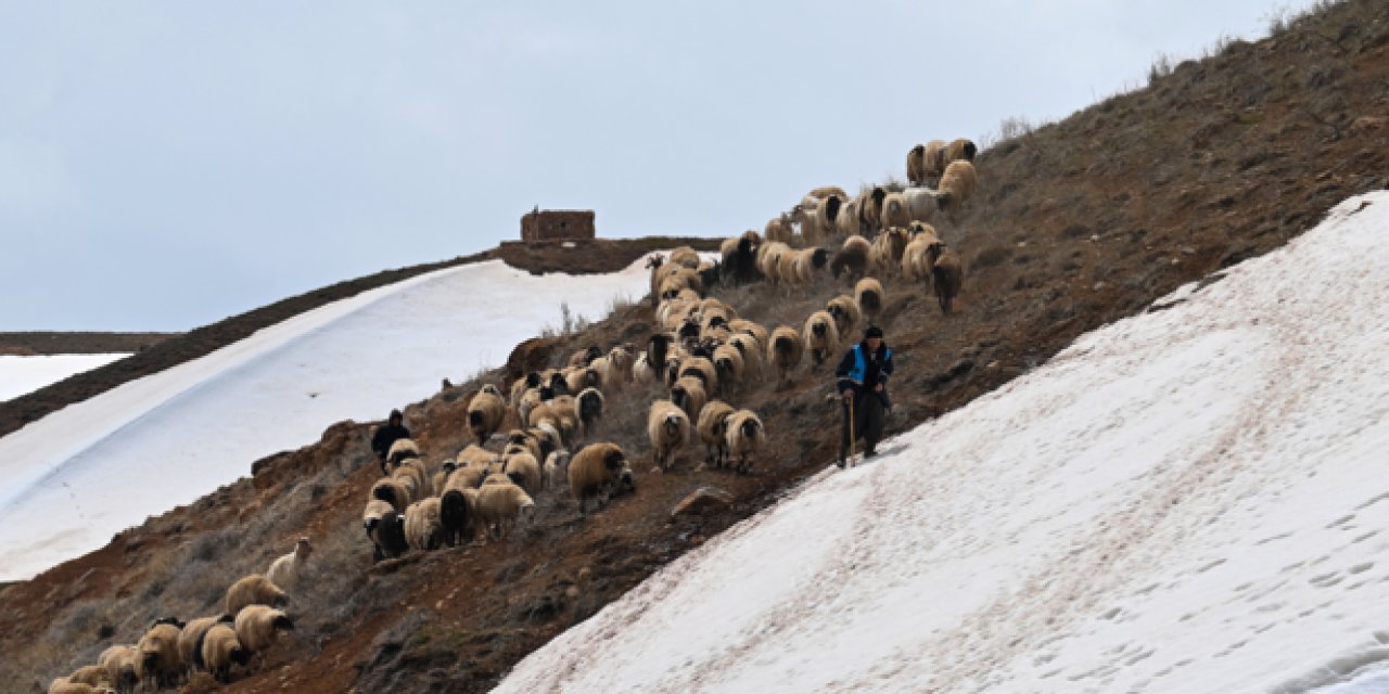 Van'da besiciler hayvanlarını meraya çıkarmaya başladı