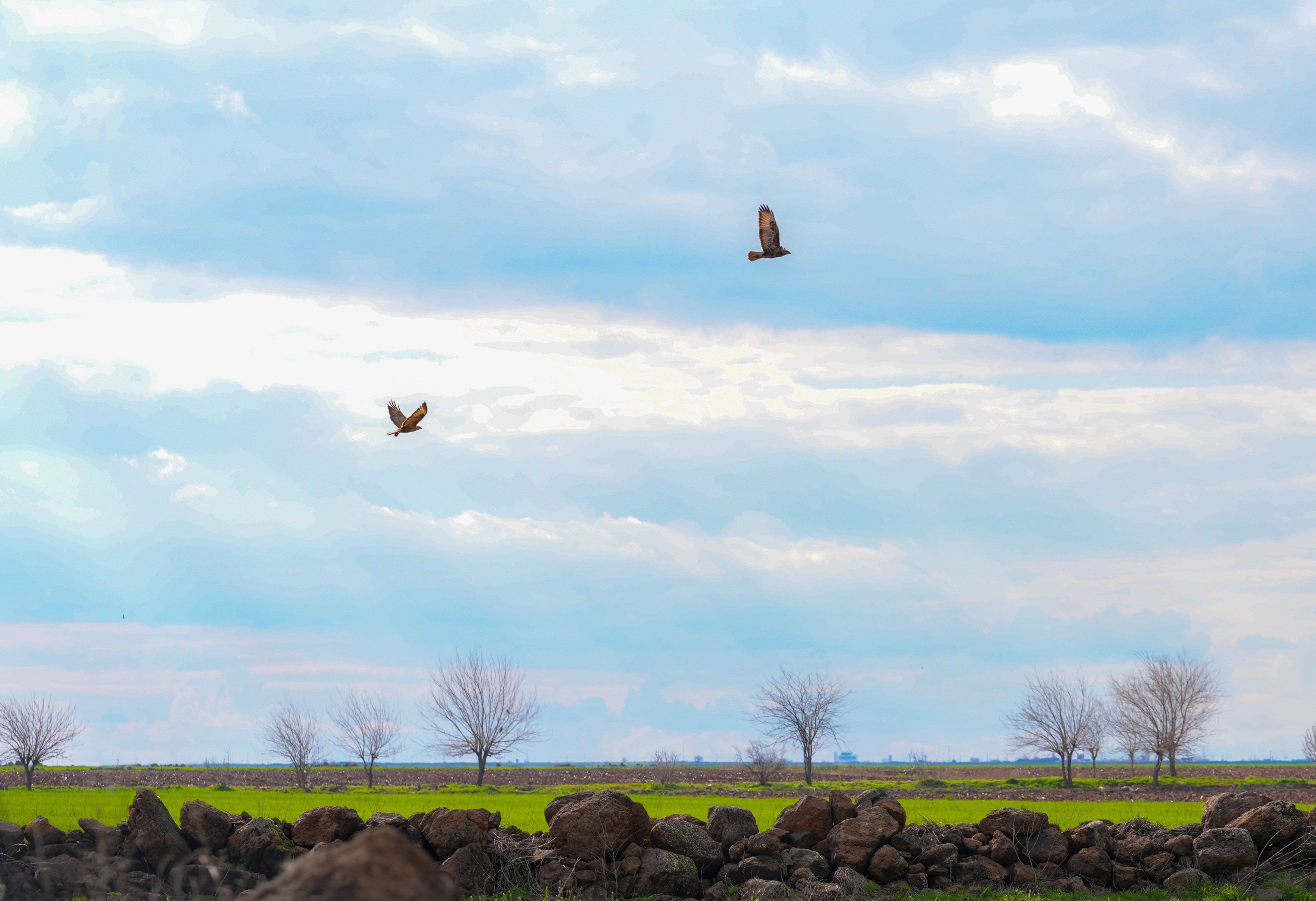 Uzmanlardan "Çiftçi dostu yırtıcı kuşlara zarar vermeyin" uyarısı