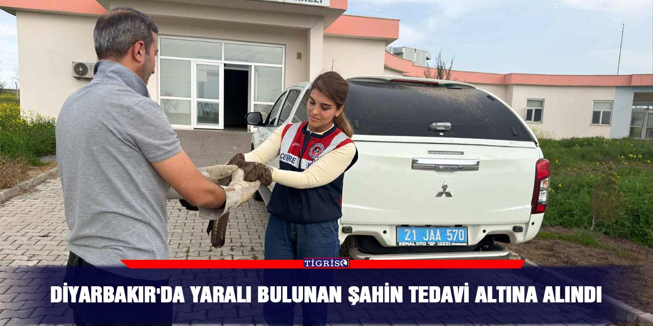 Diyarbakır'da yaralı bulunan şahin tedavi altına alındı