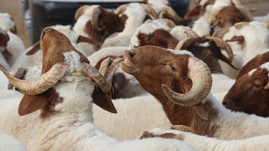 Vekalet yoluyla kurban kesim bedelleri belirlendi
