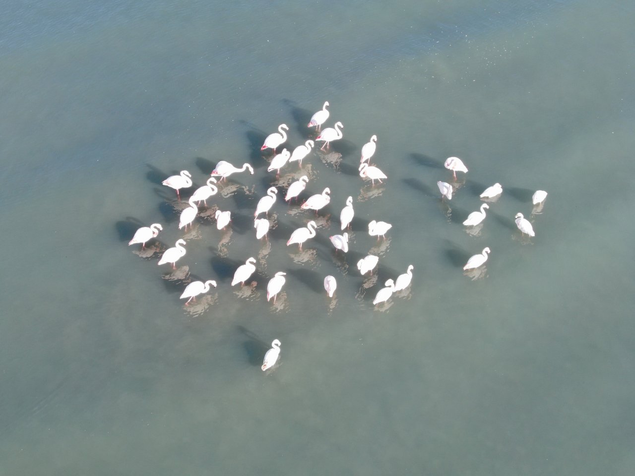 Van Gölü'nde Flamingolar geri döndü