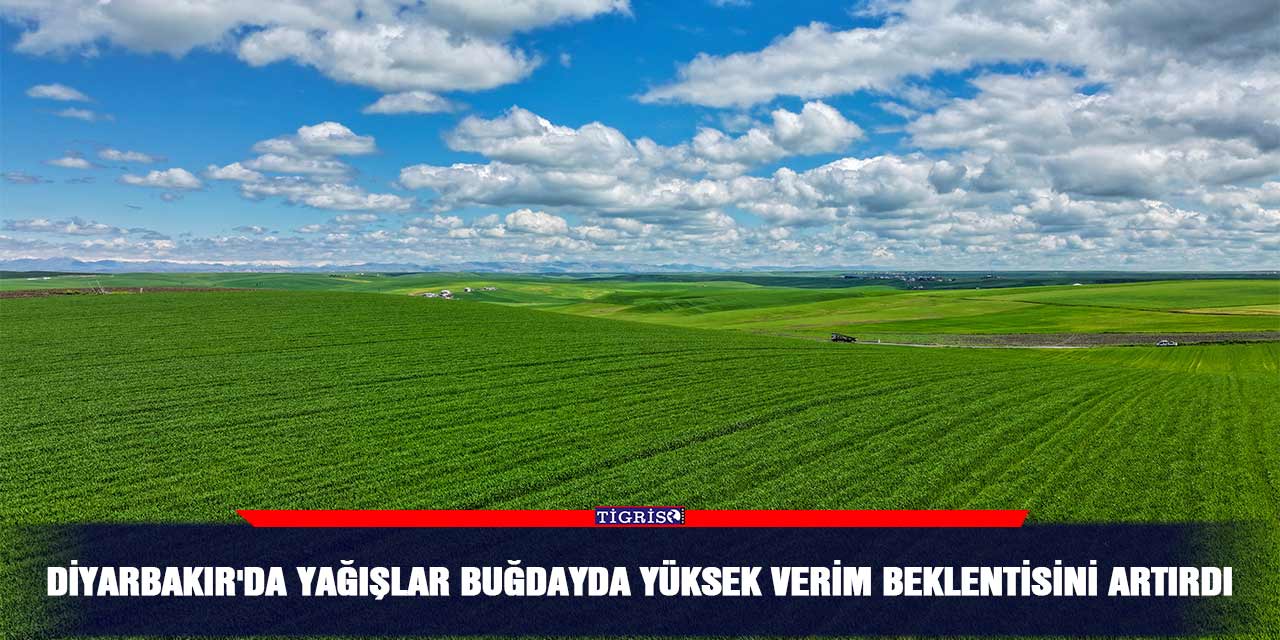 Diyarbakır'da yağışlar buğdayda yüksek verim beklentisini artırdı